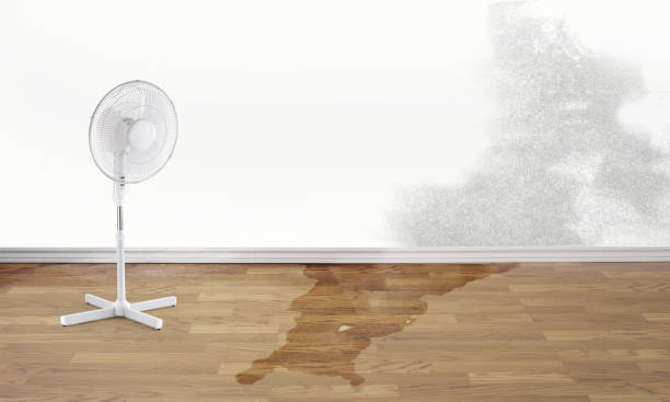 Best Water damage restoration near me  in Virginia, MN